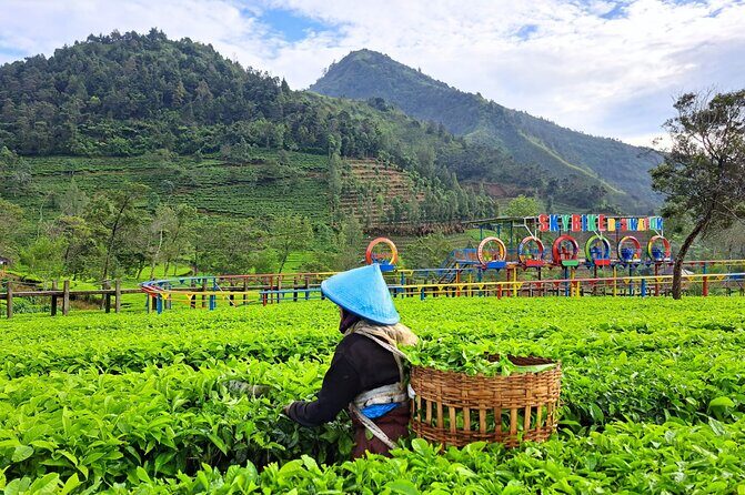 Full-Day Adventure: Tea Plantation & the Mystical Dieng Plateau - Sikidang Crater: steam vents, hot springs, and colorful mineral traces