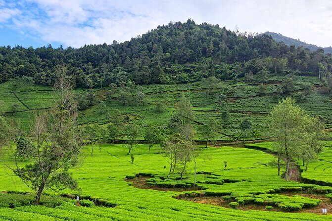 Full-Day Adventure: Tea Plantation & the Mystical Dieng Plateau - Arjuna Temple: Hindu stone carvings with mountain air in your face