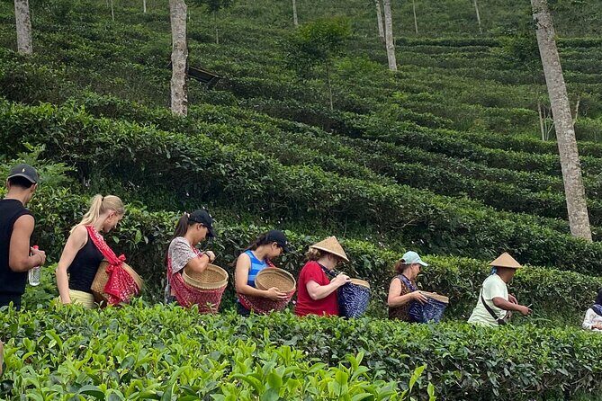 Private Half-Day Tea Village Discovery with lunch in Yogyakarta - Key highlights to look forward to