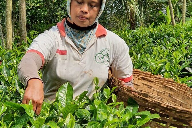 Private Half-Day Tea Village Discovery with lunch in Yogyakarta - Turning your leaves into green tea and white tea